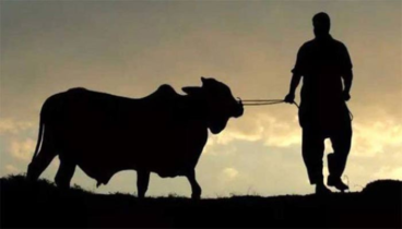 যে ধরনের পশু কোরবানি করা উত্তম