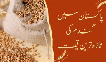 গমের মূল্য নির্ধারণে পাকিস্তানে গভীর নীতিগত অসঙ্গতি গমের মূল্য নির্ধারণে পাকিস্তানে গভীর নীতিগত অসঙ্গতি